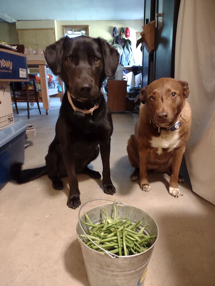 Good Bean Crop This Year