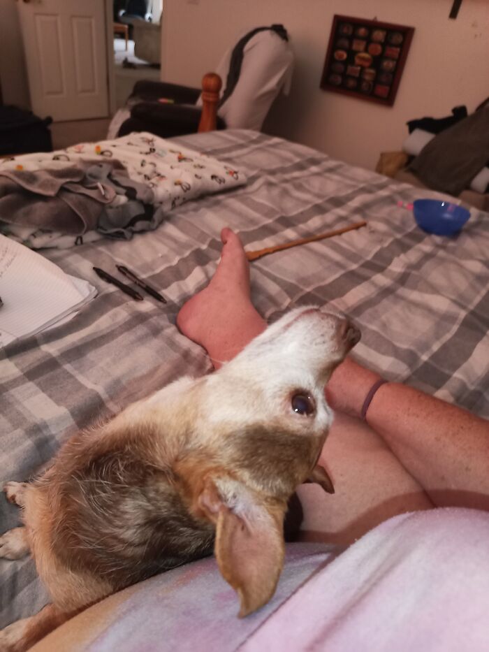 The Way My Dog Looks At Me...❤️