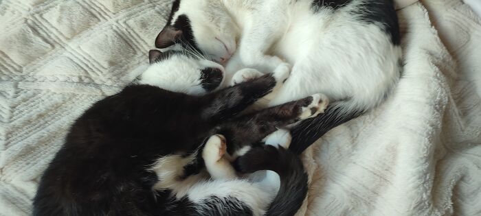 Not My Cats, On My Bed... Can't Complain