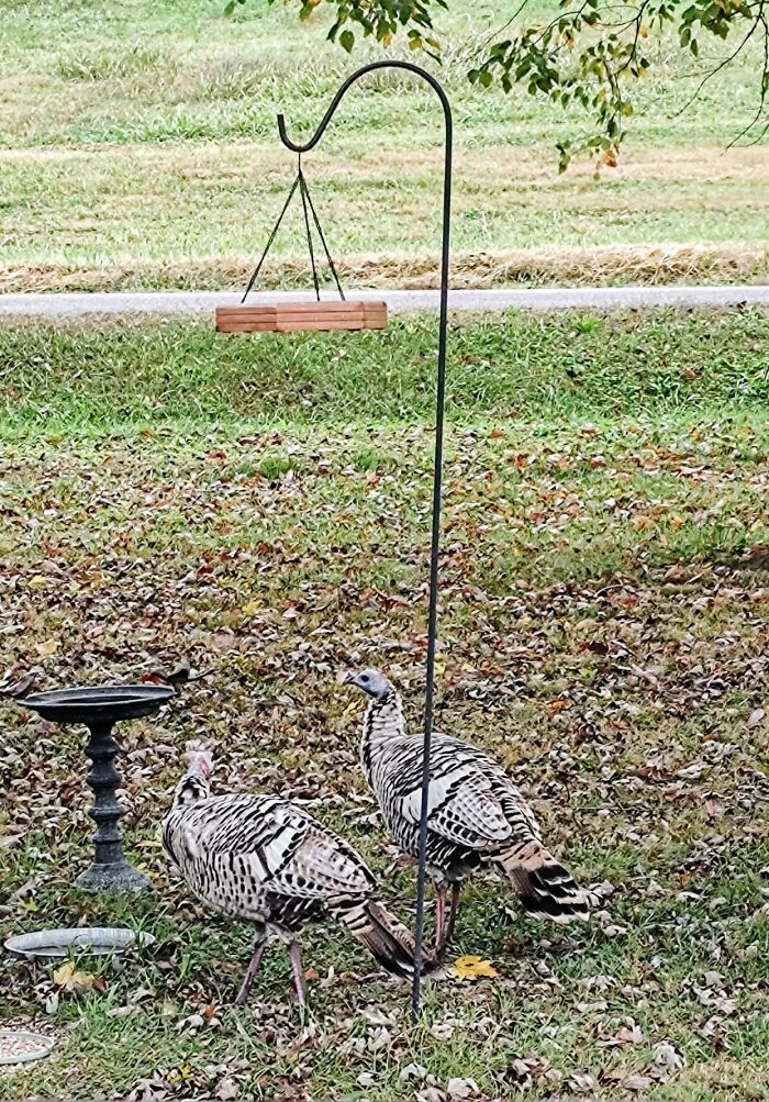 My Two Smokey Grey Ladies