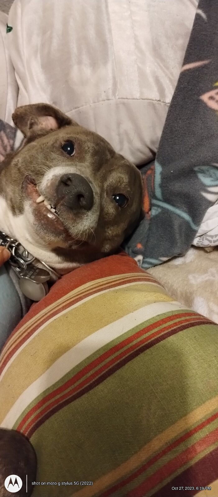 Santa Paws Left Me A Smirk On My Pillow 🥰