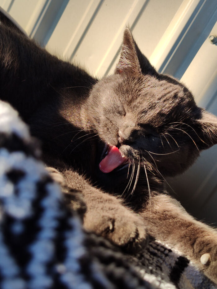 Miss Squeak Was A Wee Bit Tired