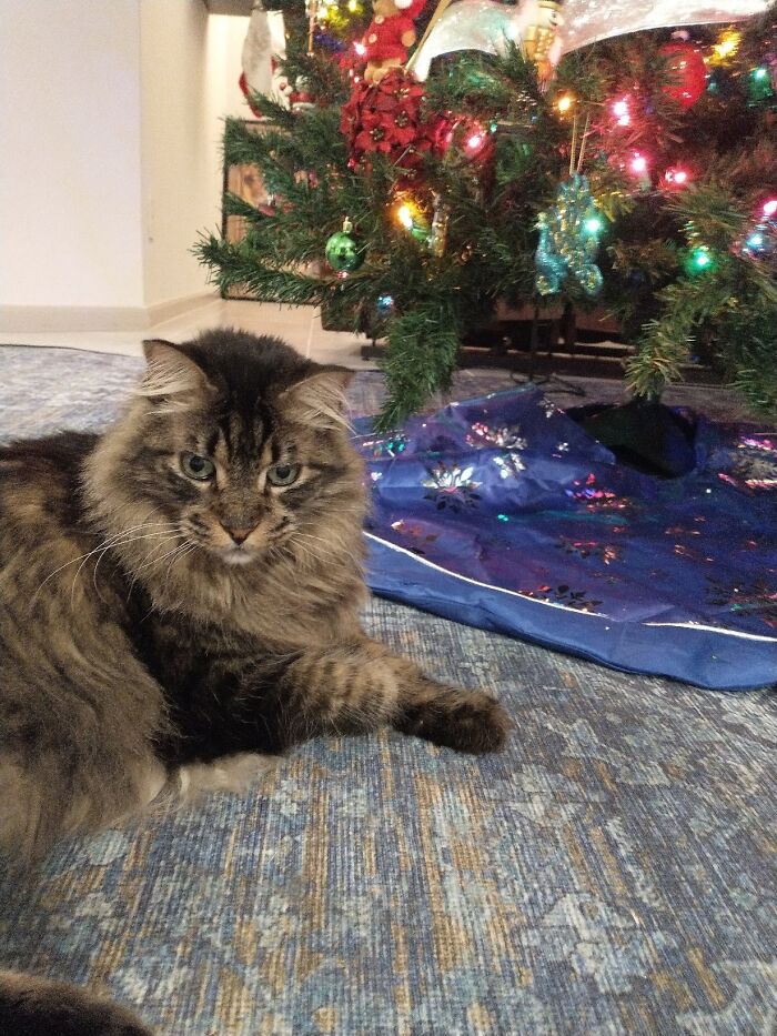 My Best Pal Junior Loves Christmas. I Love Watching Him Stare Up At The Lights. Luckily, He Doesn't Attack The Ornaments