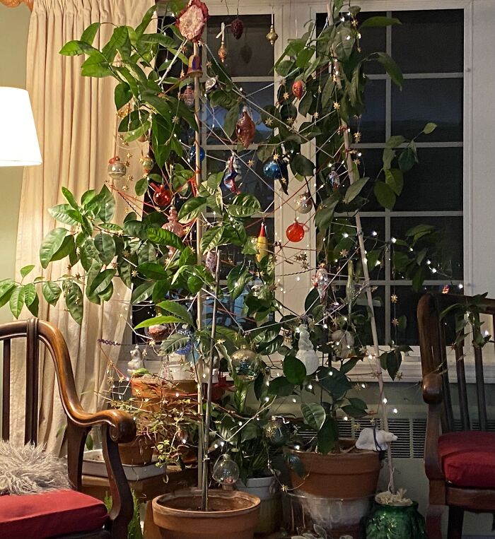 There's No Rule That Christmas Trees Have To Be Fir Trees, Is There? Orange Trees Work, Don't They? And Maybe A Baby Avocado Tree?