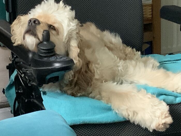 Lexi Lu Lu Pretending She Can Drive My Chair Whilst Half Asleep! Or Is It Half Awake? Either Way She’s Just Dangerous!