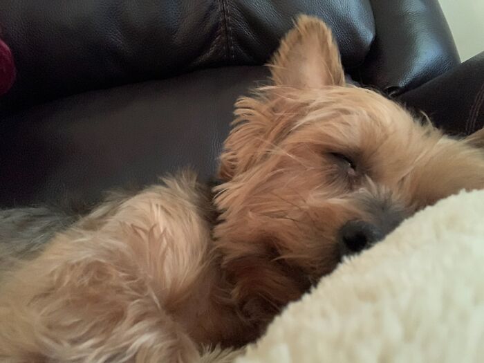 My Old Guy Jack, Sleeping So Peacefully 😌 😴