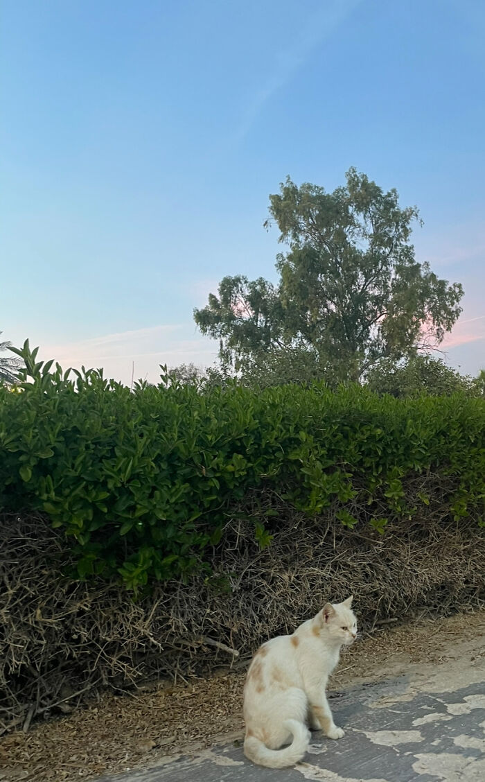 This Very Majestic Cat