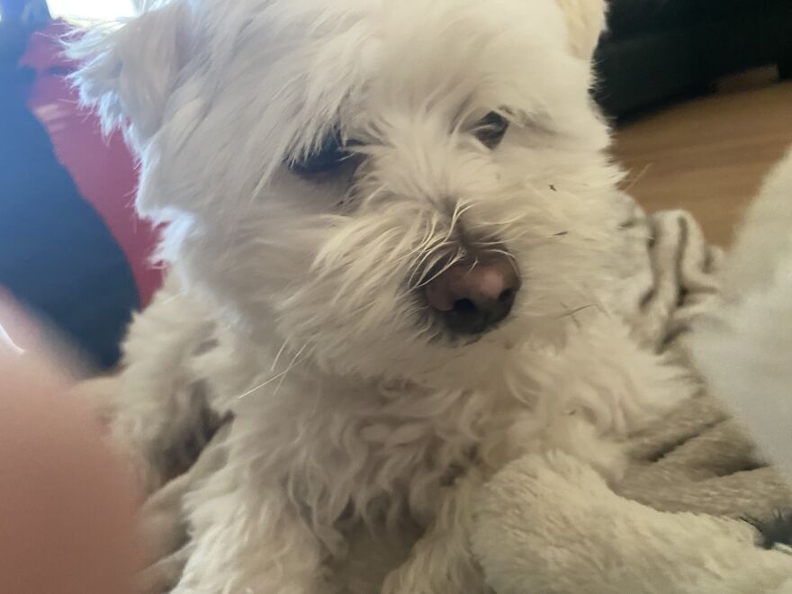 Photos Of My Dog To Cheer You Up 😊