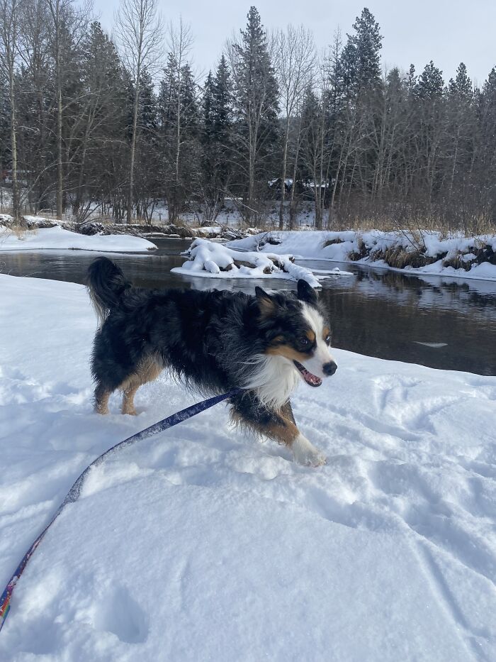 My Boy Blue, The Day After We Drove 7 Hours Round Trip To Adopt Him From The Animal Shelter 💖🐾