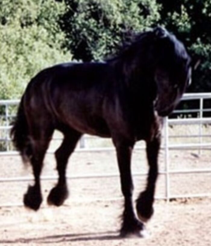 Jouke (Yu-Ka) With All Fours Off The Ground The First Day We Finally Owned Him! He Was So Excited And Happy!