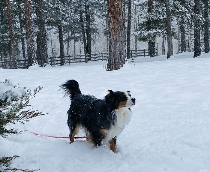 One More Of My Best Rescue Boy Blue (Aka Super Blue-Per) 🐾🩵