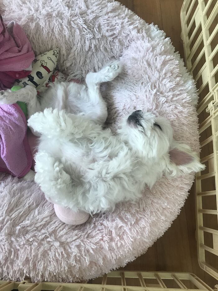 Sleeping Maltese, "Haru"