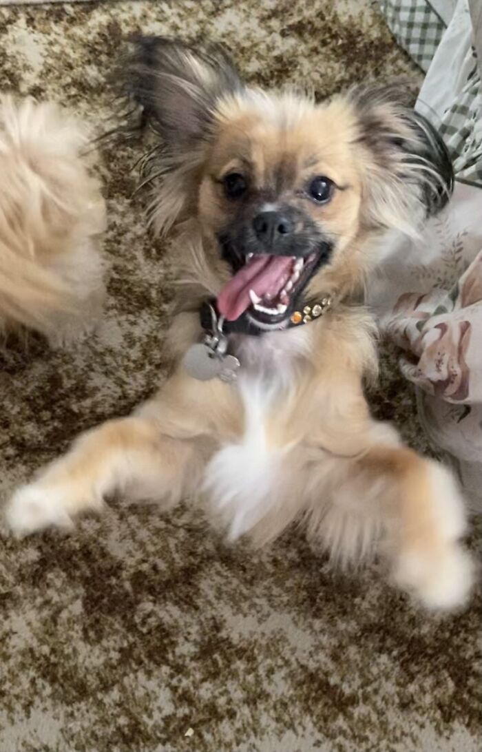 Teddy All Excited For A Cuddle!