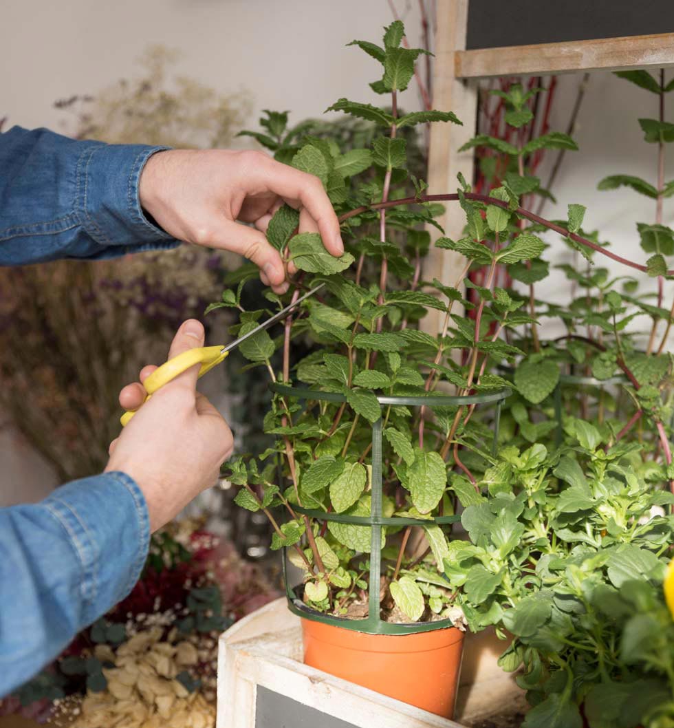 Florist’s hands cutting the twig of mint plant with scissors Florist’s hands cutting the twig of mint plant with scissors