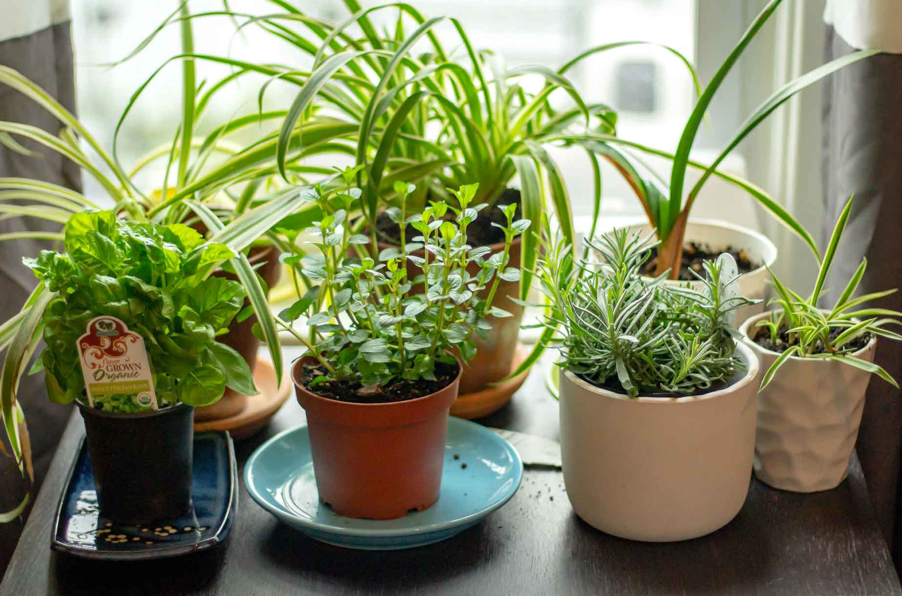 Indoor herb garden - assorted potted plants on the table Indoor herb garden - assorted potted plants on the table