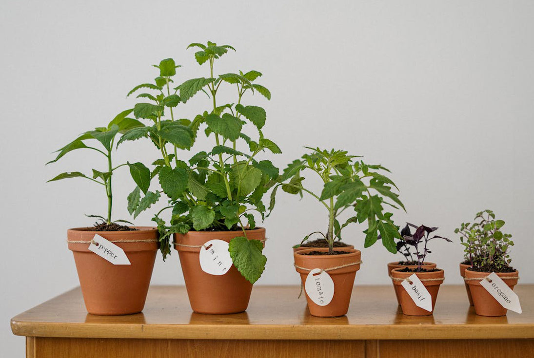Potted plants on wooden table: pepper, mint, tomato, basil, oregano Potted plants on wooden table: pepper, mint, tomato, basil, oregano
