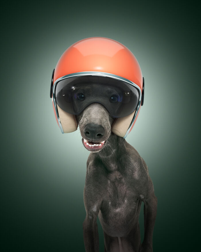 A photograph of a dog with a helmet