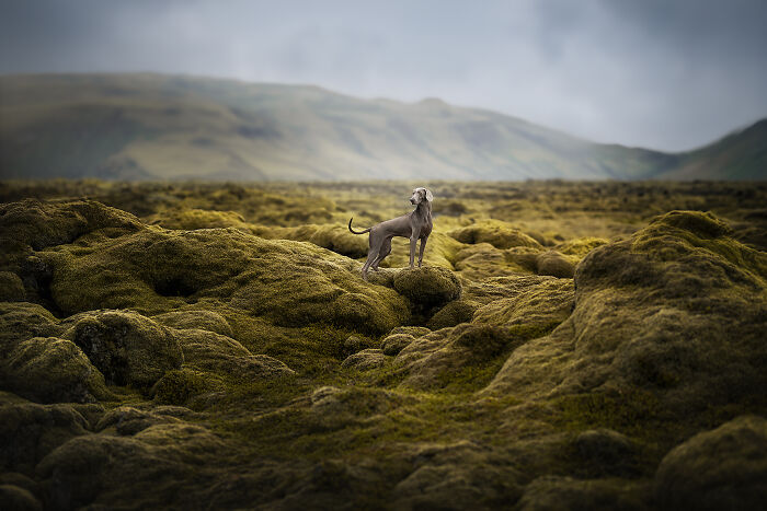 Endless Lava Field With Lady The Weimaraner