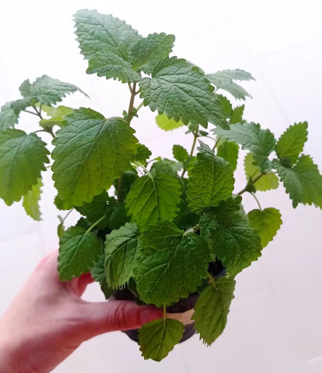 Potted lemon balm (Melissa officinalis) Potted lemon balm (Melissa officinalis)
