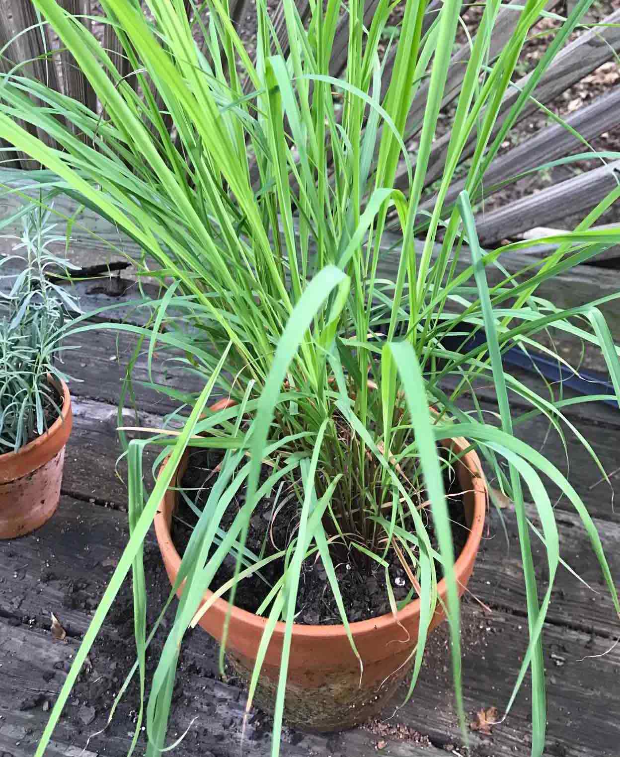 Overgrown lemongrass (Cymbopogon citratus) in pot Overgrown lemongrass (Cymbopogon citratus) in pot