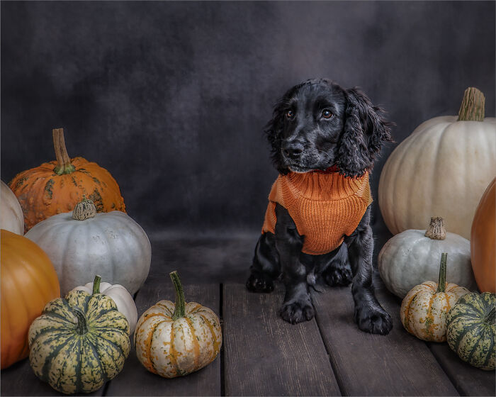 Halloween Pawtrait Shoot (4 Pics)