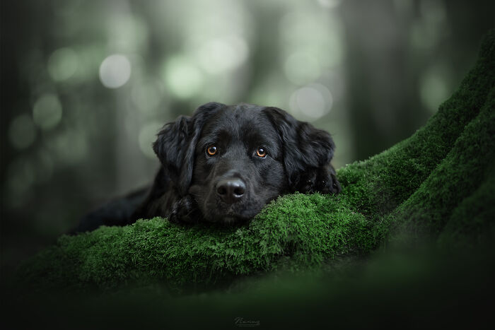 Luna Checking The Softness Of The Moss In The Forest