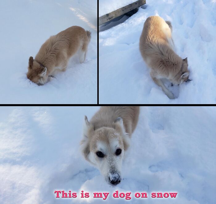 This Is My Dog...(Machi)