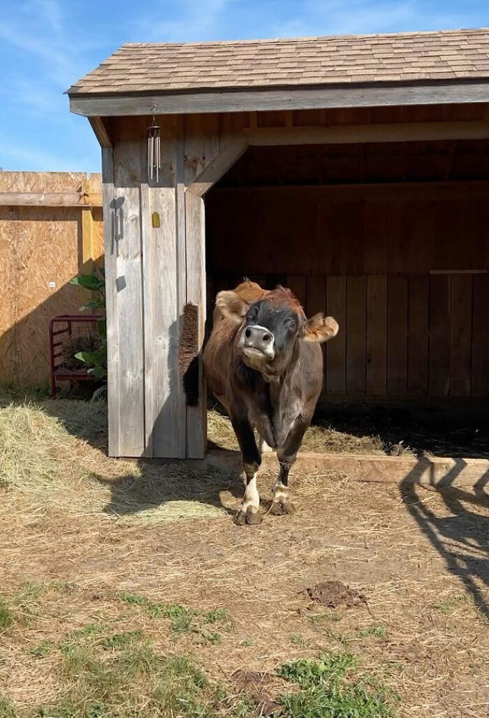 This Blind Cow Can&rsquo;t Stop Cuddling With The People Who Rescued Her From A Dairy Farm