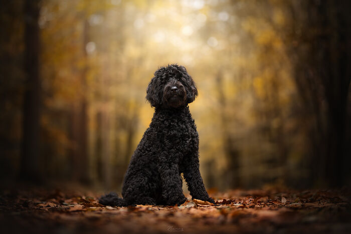 The Yellow Of The Forest Making Labradoodle Mila Pop
