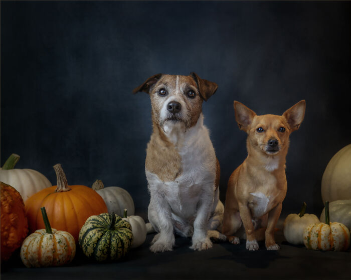 Halloween Pawtrait Shoot (4 Pics)