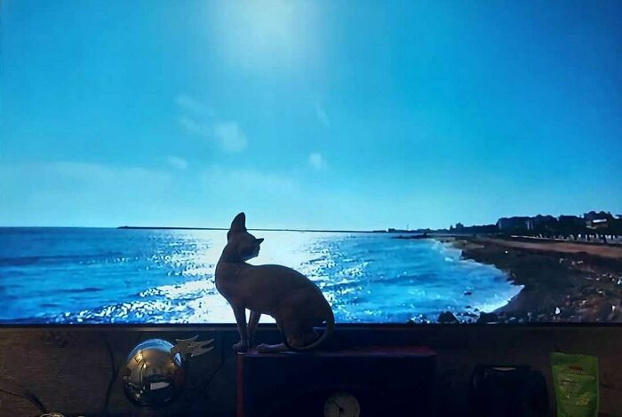 Munchkin Kitten (6 Pics)