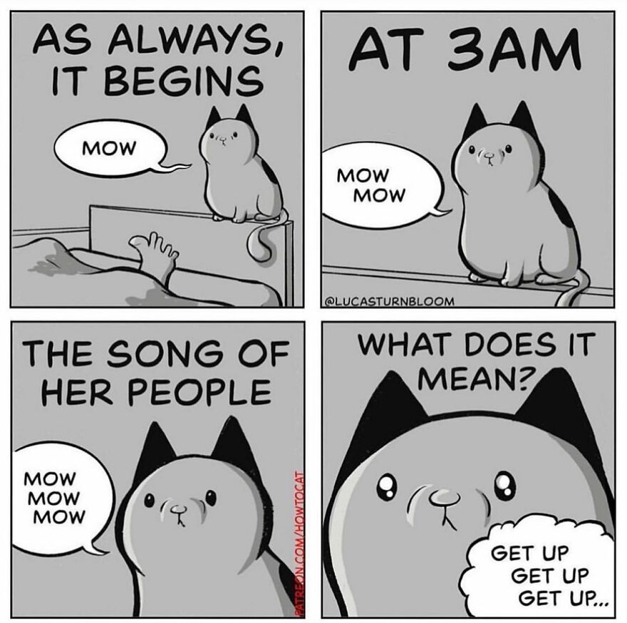 New Comics Illustrating The Funny Life Of A Kitten Who Found A New Home