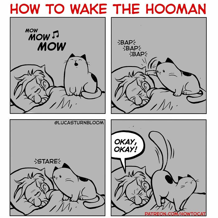 Comic strip showing a cat waking a sleeping person by meowing, tapping, and staring in a relatable cat comic style.