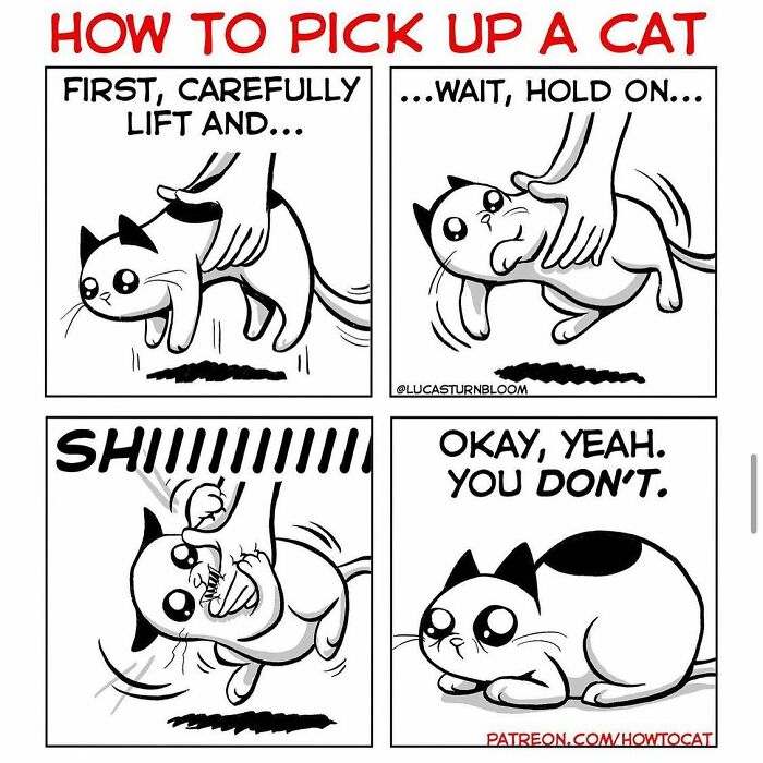 Comic panels showing a humorous struggle to pick up a cat, featuring relatable cat behavior and expressions.