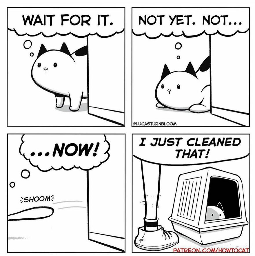 New Comics Illustrating The Funny Life Of A Kitten Who Found A New Home