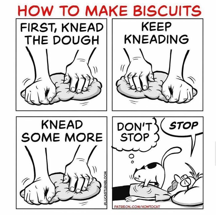 Comic showing how a cat kneads dough and a cat kneading on a person, relatable cat comics art style.