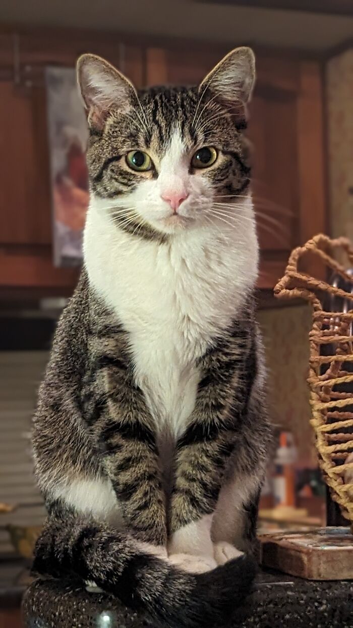 Frankie Boy. A Kitten Gifted To Me By My Granddaughter