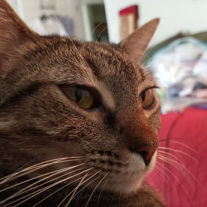 My Sweet Girl Paquita Maria Supervising My Knitting