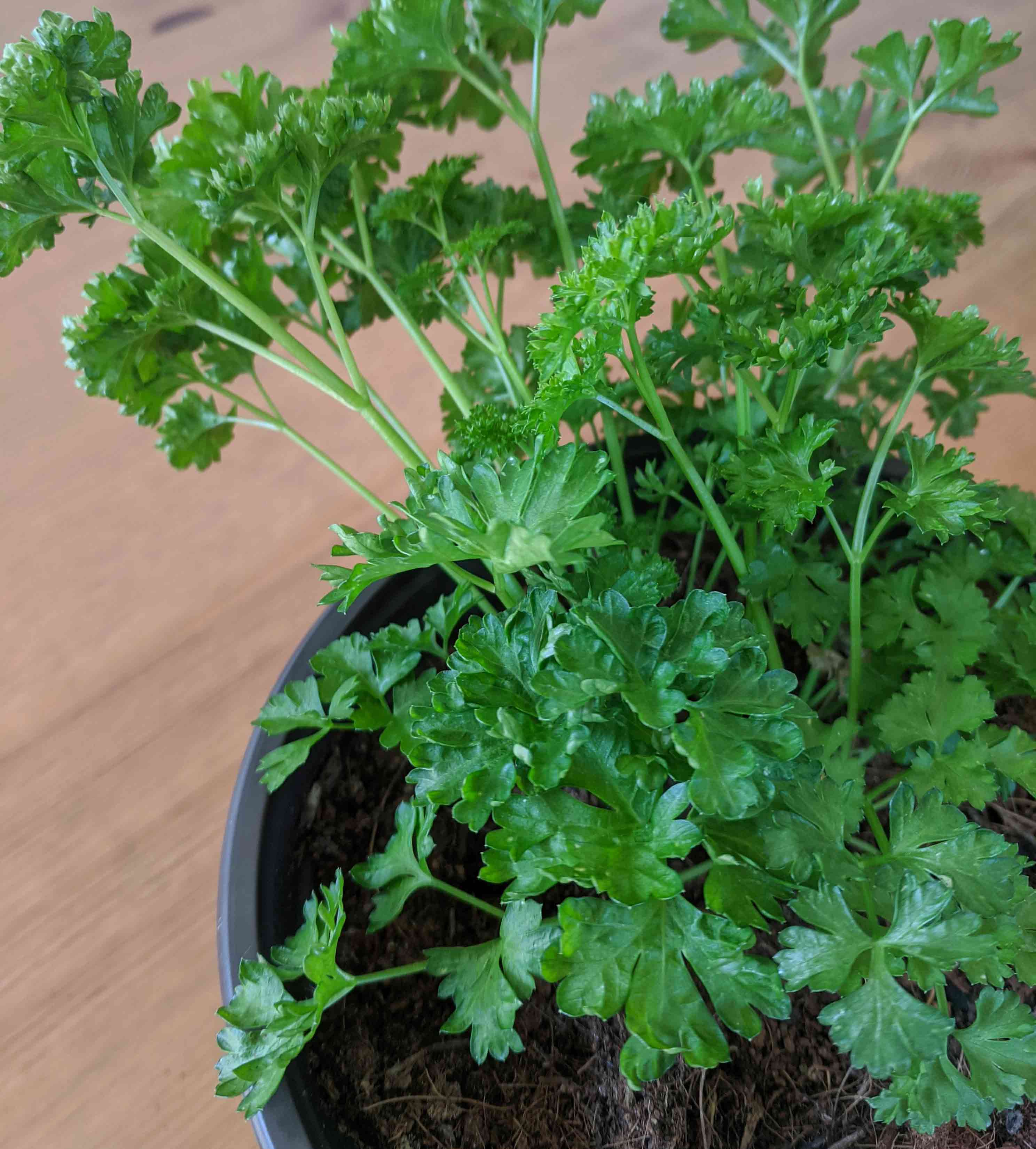 Potted parsley (Petroselinum crispum) Potted parsley (Petroselinum crispum)