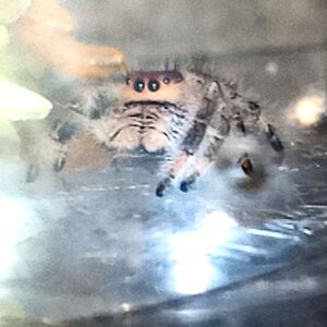 jamiepisarzewski avatar