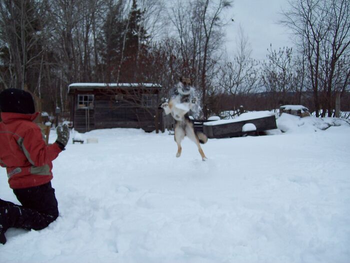 This Is Shelby, Germain Shepard/Husky Mix. My Son Would Throw Snow Balls At Her And She Would Catch Every One Of Them!