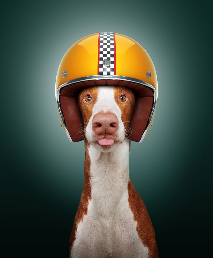 A photograph of a dog with a helmet