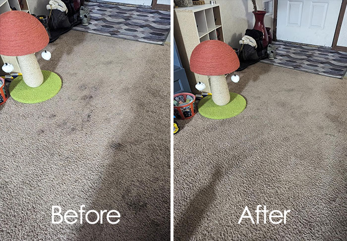 Before and after of a cleaned carpet, showcasing a fresh start in a room with a mushroom-shaped cat scratcher.