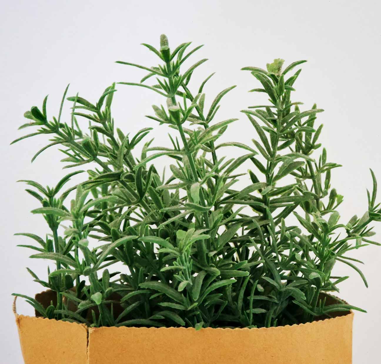 Rosemary (Salvia rosmarinus) Rosemary (Salvia rosmarinus)