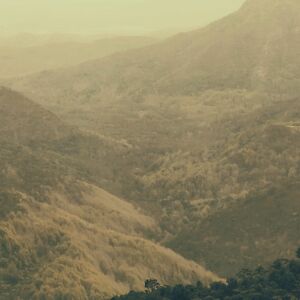 thehairyplatypus avatar