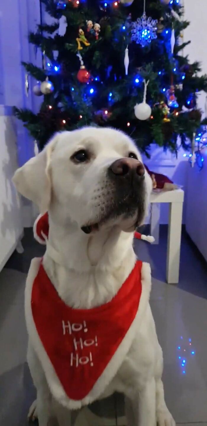 Harry Waiting For His Christmas Gift