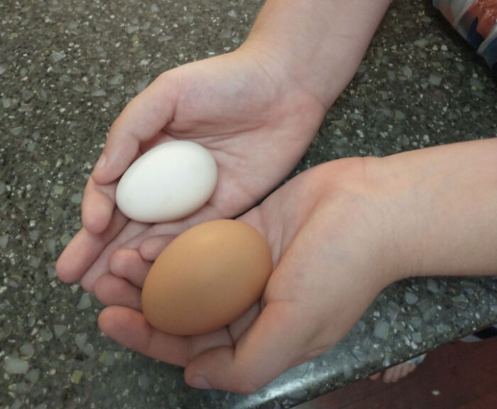 I'm So Happy I Grew Up With Chickens, Here Is My Story I'm So Happy I Grew Up With Chickens, Here Is My Story