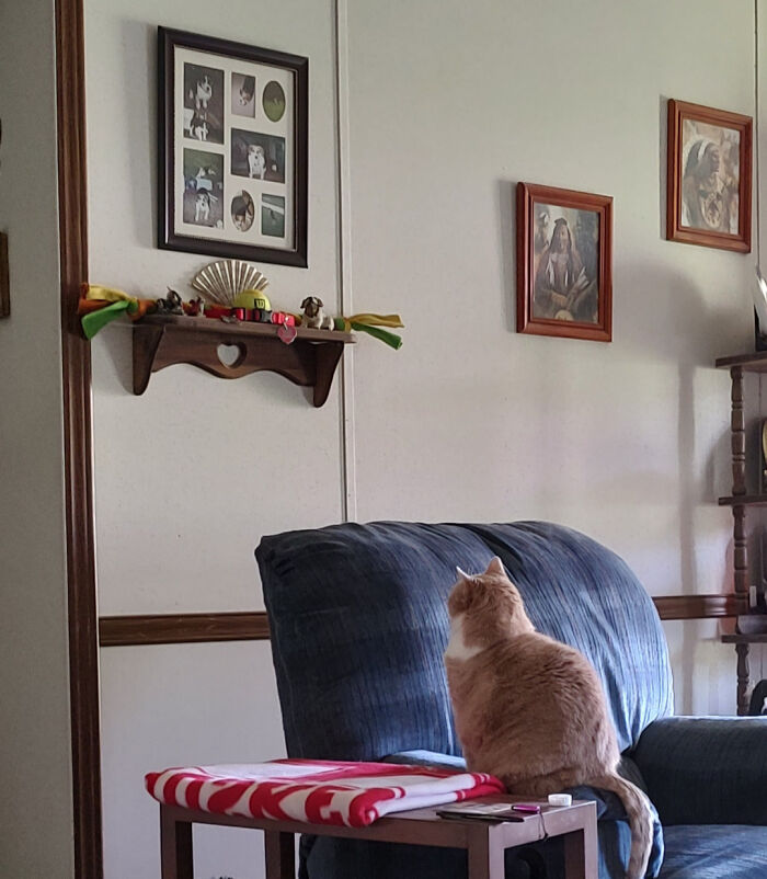 My Girl Peaches Looking Lovingly At The Picture Collage Of My Girl Casey, Who Passed Away Three Years Before Peaches Became A Member Of The Family