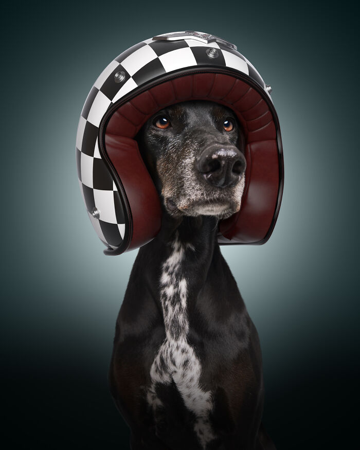A photograph of a dog with a helmet