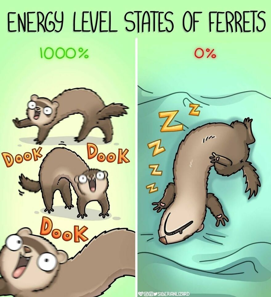 Siberian Artist Hilariously Illustrates Her Daily Life Routine With Her Two Ferrets (New Pics)